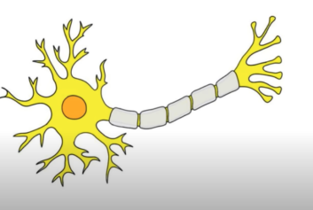 2-Minute Neuroscience: Myelin