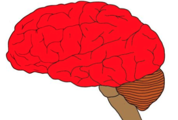 Cerebrum or telencephalon?