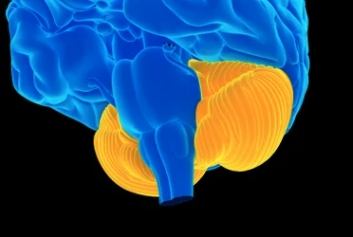 The Cerebellum Is Your "Little…
