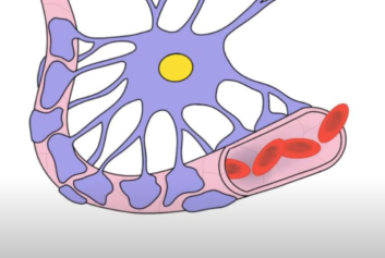2 minute neuroscience