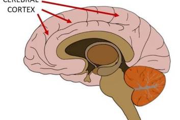 Cerebral cortex