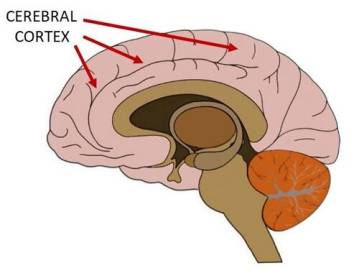 cerebral cortex website