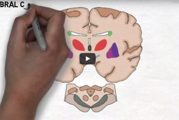 2 minute neuroscience